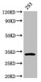 Western Blot; Positive WB detected in: 293 whole cell lysate; All lanes: EAPP antibody at 3.2µg/ml; Secondary; Goat polyclonal to rabbit IgG at 1/50000 dilution; Predicted band size: 33 kDa; Observed band size: 33 kDa