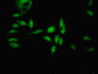 Immunofluorescent analysis of Hela cells using CAC08381 at dilution of 1:100 and Alexa Fluor 488-congugated AffiniPure Goat Anti-Rabbit IgG(H+L)