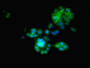 Immunofluorescent analysis of PC-3 cells using CAC08387 at dilution of 1:100 and Alexa Fluor 488-congugated AffiniPure Goat Anti-Rabbit IgG(H+L)
