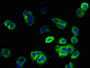 Immunofluorescent analysis of MCF-7 cells using CAC08399 at dilution of 1:100 and Alexa Fluor 488-congugated AffiniPure Goat Anti-Rabbit IgG(H+L)