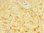 Immunohistochemistry of paraffin-embedded human adrenal gland tissue using CAC08399 at dilution of 1:100