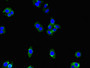 Immunofluorescent analysis of HepG2 cells using CAC08401 at dilution of 1:100 and Alexa Fluor 488-congugated AffiniPure Goat Anti-Rabbit IgG(H+L) Immunofluorescent analysis of HepG2 cells using CAC08401 at dilution of 1:100 and Alexa Fluor 488-congugated AffiniPure Goat Anti-Rabbit IgG(H+L)
