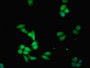 Immunofluorescent analysis of HepG2 cells using CAC08537 at dilution of 1:100 and Alexa Fluor 488-congugated AffiniPure Goat Anti-Rabbit IgG(H+L)