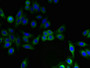 Immunofluorescent analysis of HepG2 cells using CAC08540 at dilution of 1:100 and Alexa Fluor 488-congugated AffiniPure Goat Anti-Rabbit IgG(H+L) Immunofluorescent analysis of HepG2 cells using CAC08540 at dilution of 1:100 and Alexa Fluor 488-congugated AffiniPure Goat Anti-Rabbit IgG(H+L)