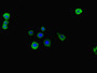 Immunofluorescent analysis of HepG2 cells using CAC08564 at dilution of 1:100 and Alexa Fluor 488-congugated AffiniPure Goat Anti-Rabbit IgG(H+L)