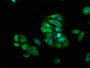 Immunofluorescence staining of HepG2 cells with CAC08586 at 1:66, counter-stained with DAPI. The cells were fixed in 4% formaldehyde, permeabilized using 0.2% Triton X-100 and blocked in 10% normal Goat Serum. The cells were then incubated with the antibody overnight at 4°C. The secondary antibody was Alexa Fluor 488-congugated AffiniPure Goat Anti-Rabbit IgG(H+L).