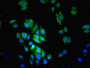 Immunofluorescent analysis of HepG2 cells using CAC08593 at dilution of 1:100 and Alexa Fluor 489-congugated AffiniPure Goat Anti-Rabbit IgG(H+L)