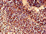 Immunohistochemistry of paraffin-embedded human spleen tissue using CAC08601 at dilution of 1:100