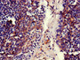 Immunohistochemistry of paraffin-embedded human tonsil tissue using CAC08627 at dilution of 1:100