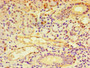Immunohistochemistry of paraffin-embedded human pancreatic tissue using CAC08665 at dilution of 1:100