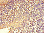 Immunohistochemistry of paraffin-embedded human tonsil tissue using CAC08669 at dilution of 1:100