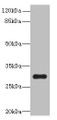 Western blot; All lanes: OVOL1 antibody at 8µg/ml + K562 whole cell lysate; Secondary; Goat polyclonal to rabbit IgG at 1/10000 dilution; Predicted band size: 31 kDa; Observed band size: 31 kDa