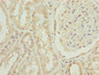 Immunohistochemistry of paraffin-embedded human kidney tissue using CAC08700 at dilution of 1:100