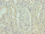 Immunohistochemistry of paraffin-embedded human kidney tissue using CAC08703 at dilution of 1:100