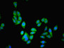 Immunofluorescent analysis of HepG2 cells using CAC08703 at dilution of 1:100 and Alexa Fluor 488-congugated AffiniPure Goat Anti-Rabbit IgG(H+L)