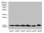 Western blot; All lanes: BUD31 antibody at 5µg/ml; Lane 1: Jurkat whole cell lysate; Lane 2: Raji whole cell lysate; Lane 3: NIH/3T3 whole cell lysate; Lane 4: K562 whole cell lysate; Lane 5: HepG2 whole cell lysate; Lane 6: U251 whole cell lysate; Secondary; Goat polyclonal to rabbit IgG at 1/10000 dilution; Predicted band size: 17, 18 kDa; Observed band size: 17 kDa