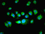 Immunofluorescent analysis of MCF-7 cells using CAC08706 at dilution of 1:100 and Alexa Fluor 488-congugated AffiniPure Goat Anti-Rabbit IgG(H+L)
