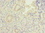 Immunohistochemistry of paraffin-embedded human pancreatic tissue using CAC08716 at dilution of 1:100