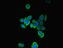 Immunofluorescent analysis of PC-3 cells using CAC08716 at dilution of 1:100 and Alexa Fluor 488-congugated AffiniPure Goat Anti-Rabbit IgG(H+L)