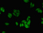 Immunofluorescent analysis of HepG2 cells using CAC08717 at dilution of 1:100 and Alexa Fluor 488-congugated AffiniPure Goat Anti-Rabbit IgG(H+L)