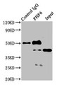Immunoprecipitating PHF6 in Jurkat whole cell lysate; , Lane 1: Rabbit control IgG instead in Jurkat whole cell lysate. For western blotting, a HRP-conjugated Protein G antibody was used as the secondary antibody (1/2000); , Lane 2: CAC08722 (8µg) + Jurkat whole cell lysate (500µg); , Lane 3: Jurkat whole cell lysate (10µg)