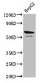 Western Blot; ,Positive WB detected in: HepG2 whole cell lysate; ,All lanes: Prf1 antibody at 4µg/ml; ,Secondary; ,Goat polyclonal to rabbit IgG at 1/50000 dilution; ,Predicted band size: 63 kDa; ,Observed band size: 63 kDa
