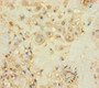 Immunohistochemistry of paraffin-embedded human placenta tissue using CAC08756 at dilution of 1:100