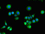 Immunofluorescent analysis of PC-3 cells using CAC08780 at dilution of 1:100 and Alexa Fluor 488-congugated AffiniPure Goat Anti-Rabbit IgG(H+L)