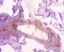 Immunohistochemistry of paraffin-embedded human placenta tissue using CAC08862 at dilution of 1:10