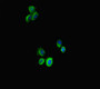 Immunofluorescent analysis of HepG2 cells using CAC08876 at dilution of 1:100 and Alexa Fluor 488-congugated AffiniPure Goat Anti-Rabbit IgG(H+L)
