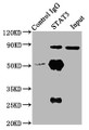 Immunoprecipitating STAT3 in Hela whole cell lysate; , Lane 1: Rabbit control IgG (1µg) instead in Hela whole cell lysate., For western blotting, a HRP-conjugated Protein G antibody was used as the secondary antibody (1/2000); , Lane 2: CAC08876 (6µg) + Hela whole cell lysate (500µg); , Lane 3: Hela whole cell lysate (10µg);