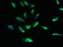Immunofluorescent analysis of Hela cells using CAC08883 at dilution of 1:100 and Alexa Fluor 488-congugated AffiniPure Goat Anti-Rabbit IgG(H+L) Immunofluorescent analysis of Hela cells using CAC08883 at dilution of 1:100 and Alexa Fluor 488-congugated AffiniPure Goat Anti-Rabbit IgG(H+L)