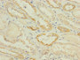 Immunohistochemistry of paraffin-embedded human kidney tissue using CAC08883 at dilution of 1:100 Immunohistochemistry of paraffin-embedded human kidney tissue using CAC08883 at dilution of 1:100