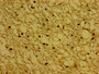 Immunohistochemistry of paraffin-embedded human brain tissue using CAC08890 at dilution of 1:100 Immunohistochemistry of paraffin-embedded human brain tissue using CAC08890 at dilution of 1:100