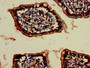 Immunohistochemistry of paraffin-embedded human small intestine tissue using CAC08972 at dilution of 1:100