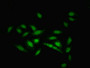 Immunofluorescent analysis of Hela cells using CAC08981 at dilution of 1:100 and Alexa Fluor 488-congugated AffiniPure Goat Anti-Rabbit IgG(H+L) Immunofluorescent analysis of Hela cells using CAC08981 at dilution of 1:100 and Alexa Fluor 488-congugated AffiniPure Goat Anti-Rabbit IgG(H+L)
