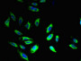 Immunofluorescence staining of Hela cells with CAC09027 at 1:400, counter-stained with DAPI. The cells were fixed in 4% formaldehyde, permeabilized using 0.2% Triton X-100 and blocked in 10% normal Goat Serum. The cells were then incubated with the antibody overnight at 4°C. The secondary antibody was Alexa Fluor 488-congugated AffiniPure Goat Anti-Rabbit IgG(H+L). Immunofluorescence staining of Hela cells with CAC09027 at 1:400, counter-stained with DAPI. The cells were fixed in 4% formaldehyde, permeabilized using 0.2% Triton X-100 and blocked in 10% normal Goat Serum. The cells were then incubated with the antibody overnight at 4°C. The secondary antibody was Alexa Fluor 488-congugated AffiniPure Goat Anti-Rabbit IgG(H+L).