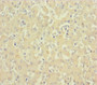 Immunohistochemistry of paraffin-embedded human liver tissue using CAC09029 at dilution of 1:100 Immunohistochemistry of paraffin-embedded human liver tissue using CAC09029 at dilution of 1:100