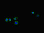 Immunofluorescent analysis of HepG2 cells using CAC09083 at dilution of 1:100 and Alexa Fluor 488-congugated AffiniPure Goat Anti-Rabbit IgG(H+L) Immunofluorescent analysis of HepG2 cells using CAC09083 at dilution of 1:100 and Alexa Fluor 488-congugated AffiniPure Goat Anti-Rabbit IgG(H+L)