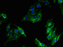 Immunofluorescent analysis of Hela cells using CAC09088 at dilution of 1:100 and Alexa Fluor 488-congugated AffiniPure Goat Anti-Rabbit IgG(H+L) Immunofluorescent analysis of Hela cells using CAC09088 at dilution of 1:100 and Alexa Fluor 488-congugated AffiniPure Goat Anti-Rabbit IgG(H+L)