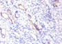 Immunohistochemistry of paraffin-embedded human kidney tissue using CAC09089 at dilution of 1:100