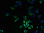 Immunofluorescent analysis of HepG2 cells using CAC09092 at dilution of 1:100 and Alexa Fluor 488-congugated AffiniPure Goat Anti-Rabbit IgG(H+L)