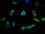 Immunofluorescence staining of Hela cells with CAC09124 at 1:500, counter-stained with DAPI. The cells were fixed in 4% formaldehyde, permeabilized using 0.2% Triton X-100 and blocked in 10% normal Goat Serum. The cells were then incubated with the antibody overnight at 4°C. The secondary antibody was Alexa Fluor 488-congugated AffiniPure Goat Anti-Rabbit IgG(H+L). Immunofluorescence staining of Hela cells with CAC09124 at 1:500, counter-stained with DAPI. The cells were fixed in 4% formaldehyde, permeabilized using 0.2% Triton X-100 and blocked in 10% normal Goat Serum. The cells were then incubated with the antibody overnight at 4°C. The secondary antibody was Alexa Fluor 488-congugated AffiniPure Goat Anti-Rabbit IgG(H+L).