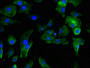 Immunofluorescent analysis of U251 cells using CAC09137 at dilution of 1:100 and Alexa Fluor 488-congugated AffiniPure Goat Anti-Rabbit IgG(H+L) Immunofluorescent analysis of U251 cells using CAC09137 at dilution of 1:100 and Alexa Fluor 488-congugated AffiniPure Goat Anti-Rabbit IgG(H+L)