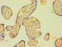 Immunohistochemistry of paraffin-embedded human placenta tissue using CAC09151 at dilution of 1:100 Immunohistochemistry of paraffin-embedded human placenta tissue using CAC09151 at dilution of 1:100