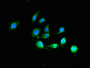 Immunofluorescent analysis of A549 cells using CAC09162 at dilution of 1:100 and Alexa Fluor 488-congugated AffiniPure Goat Anti-Rabbit IgG(H+L) Immunofluorescent analysis of A549 cells using CAC09162 at dilution of 1:100 and Alexa Fluor 488-congugated AffiniPure Goat Anti-Rabbit IgG(H+L)