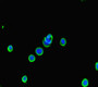 Immunofluorescent analysis of MCF-7 cells using CAC09184 at dilution of 1:100 and Alexa Fluor 488-congugated AffiniPure Goat Anti-Rabbit IgG(H+L)