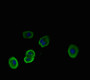 Immunofluorescent analysis of HepG2 cells using CAC09199 at dilution of 1:100 and Alexa Fluor 488-congugated AffiniPure Goat Anti-Rabbit IgG(H+L)