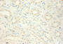 Immunohistochemistry of paraffin-embedded human kidney tissue using CAC09200 at dilution of 1:100