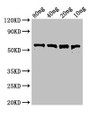 Western Blot; Positive WB detected in Recombinant protein; All lanes: pfo antibody at 3µg/ml; Secondary; Goat polyclonal to rabbit IgG at 1/50000 dilution; Predicted band size: 56 kDa; Observed band size: 56 kDa